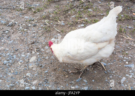 Fonctionnement libre dans une ferme de poulet Banque D'Images