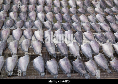 Thaïlande Bangkok MARCHÉ THEWET FISCH Banque D'Images