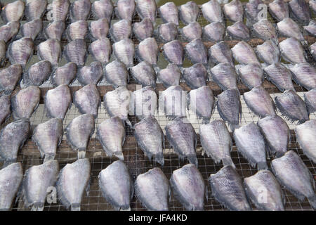 Thaïlande Bangkok MARCHÉ THEWET FISCH Banque D'Images