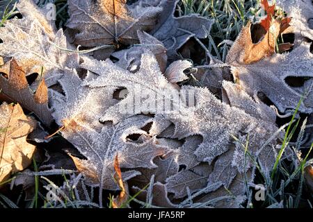 Feuilles de chêne sur une prairie en hiver Banque D'Images