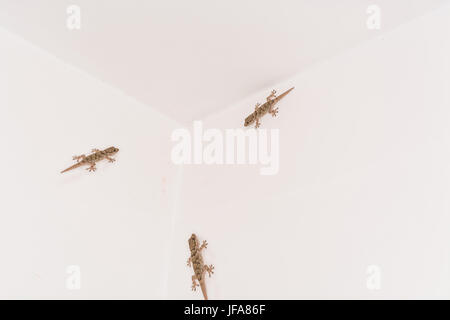 3 geckos sur un mur blanc. Banque D'Images