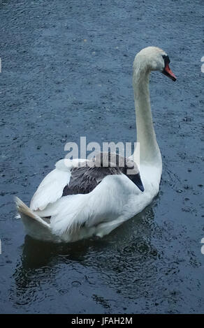 Un cygne porte l'un de ses jeunes sur le dos pendant une forte pluie sur la rivière Spree à Berlin, Allemagne, 30 juin 2017. Photo : Kay Nietfeld/dpa Banque D'Images