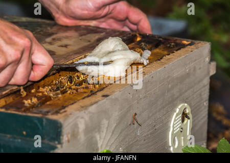 L'apiculteur fournit des abeilles du saccharose entre cadres d'abeilles dans la ruche Banque D'Images