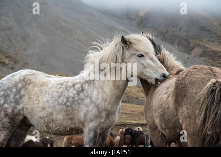 Le toilettage des chevaux Islandais les uns les autres Banque D'Images