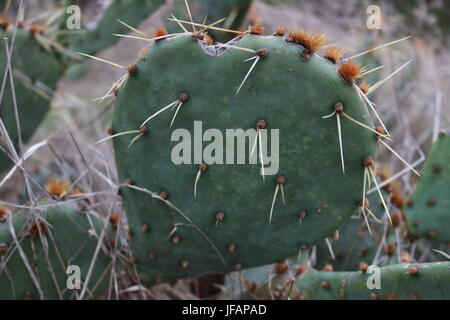 Libre d'un cactus dans le désert Banque D'Images