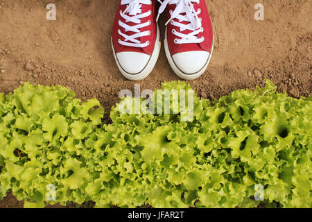 Cueillette de jardinier de la laitue fraîche de son jardin . Salade de laitue frisée verte fraîche fond. Vue d'en haut Banque D'Images