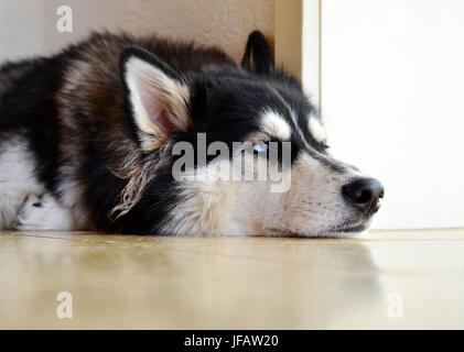 Husky s'ennuie se trouvant sur le plancher Banque D'Images