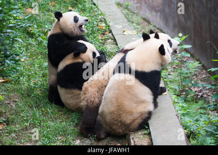 Panda quatre oursons en attente de nourriture, Chengdu, Chine Banque D'Images