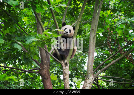 Panda cub dans un arbre , chengdu , Chine Banque D'Images