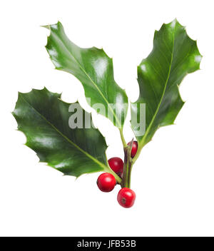 Une coupe de Noël. Branche de trois feuilles de houx aux fruits rouges, isolé sur fond blanc. Banque D'Images