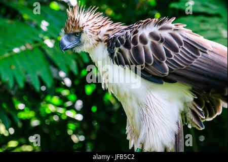 (Pithecophaga jefferyi aigle des Philippines), également connu sous le nom de Monkey-manger Eagle, Davao, Mindanao, Philippines Banque D'Images