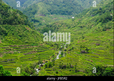 Les terrasses de riz de Hapao faisant partie du patrimoine mondial de Banaue vue, Luzon, Philippines Banque D'Images