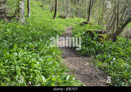 L'ail sauvage dans Rosengarten-Tullau, Allemagne Banque D'Images