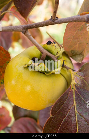 Diospyros kaki fruit sur la branche d'arbre Banque D'Images