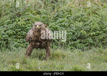 L'aigle pomarin Banque D'Images