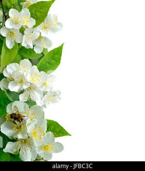 Fleurs de jasmin avec bee isolated on white Banque D'Images