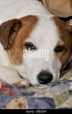 Jack Russell Terrier Banque D'Images