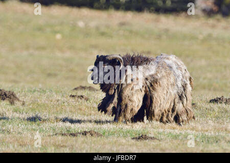 Gris allemand Heath Banque D'Images