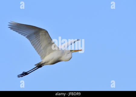 Grande aigrette Banque D'Images