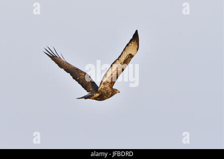 Buse variable Banque D'Images