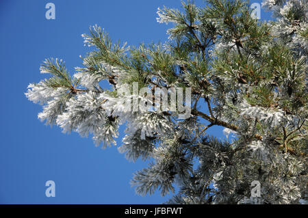 Pin sylvestre Pinus sylvestris, gelée blanche, Banque D'Images