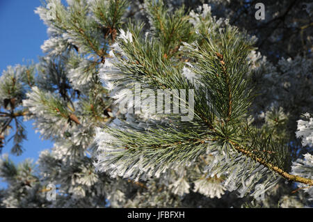 Pin sylvestre Pinus sylvestris, gelée blanche, Banque D'Images