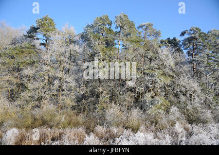 Pin sylvestre Pinus sylvestris, gelée blanche, Banque D'Images