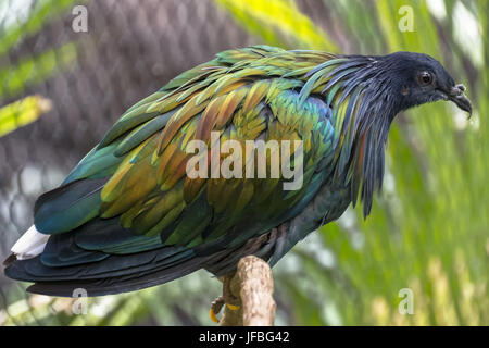 Pigeon de Nicobar Banque D'Images