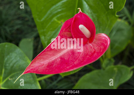 Fleur d'Anthurium isolés Banque D'Images