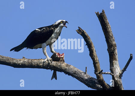 Osprey est un oiseau de proie Banque D'Images