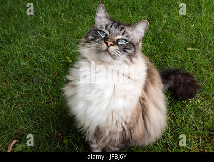 Ragdoll Chat assis sur UN Grass Lawn Portrait. Banque D'Images