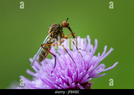 Dagger ou danse fly (Empis livida) UK wildlife, West Yorkshire Banque D'Images