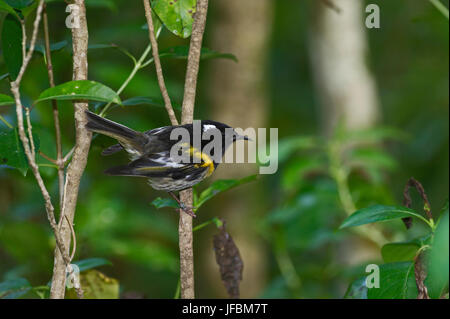 Notiomystis cincta Stitchbird homme Tiritiri Matangi Island Île du Nord Nouvelle-zélande Banque D'Images