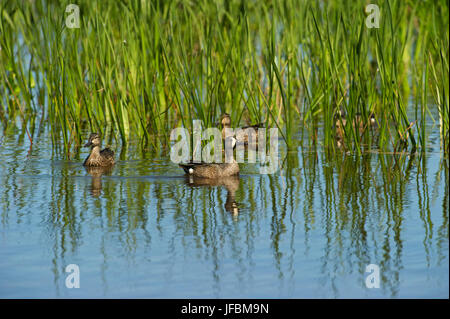 Sarcelle à ailes bleues Anas discors Viera Wetlands Florida USA Banque D'Images