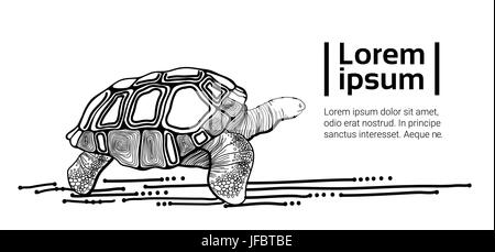 Dessin de tortue animal noir With Copy Space Illustration de Vecteur