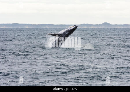 Un humpback whale breaching en Baie Flinders, au large de la côte de Augusta, Australie occidentale, Australie Banque D'Images