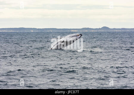Un humpback whale breaching en Baie Flinders, au large de la côte de Augusta, Australie occidentale, Australie Banque D'Images
