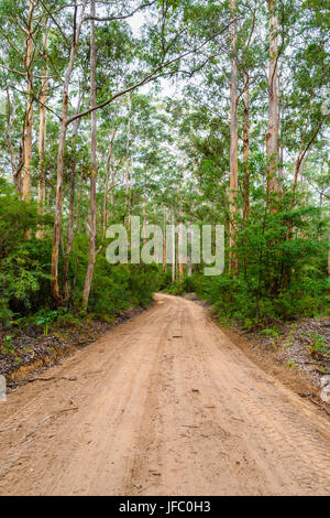 Chemin de terre non scellés de Boranup traverser Boranup Karri Forest dans le Parc National Leeuwin-Naturaliste, région de Margaret River, Australie de l'Ouest Banque D'Images