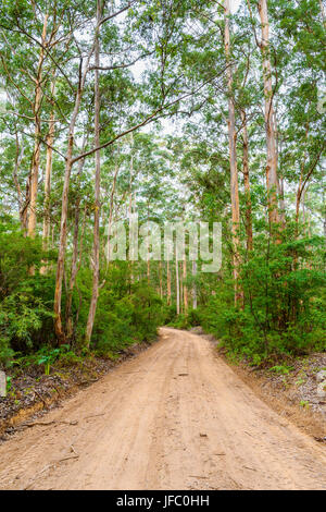 Chemin de terre non scellés de Boranup traverser Boranup Karri Forest dans le Parc National Leeuwin-Naturaliste, région de Margaret River, Australie de l'Ouest Banque D'Images