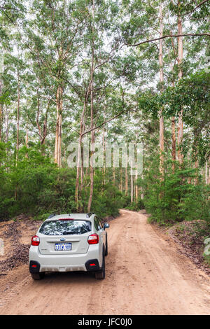 Voiture sur la route à travers la Boranup descellés Boranup Karri Forest dans le Parc National Leeuwin-Naturaliste, région de Margaret River, Australie de l'Ouest Banque D'Images