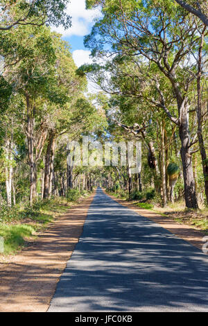 Route bordée d'étroit à Yelverton, au nord de Margaret River en Australie de l'Ouest Sud Ouest Banque D'Images