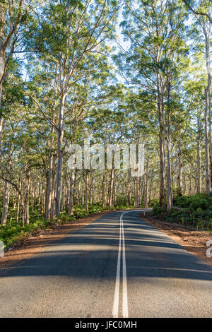 Caves Road à travers les grands arbres de la Boranup Karri Forest dans le Parc National Leeuwin-Naturaliste dans la région de Margaret River, Australie de l'Ouest Banque D'Images
