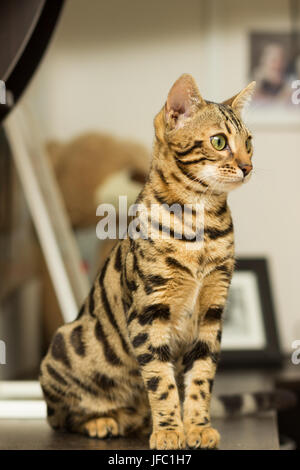 Race de chat Bengal à l'âge de 5 mois, assis sur la table de chevet Banque D'Images