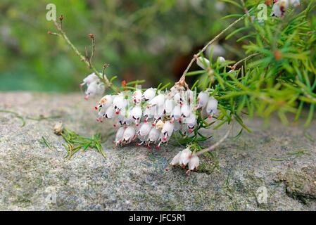 D'HIVER (Erica carnea) Heath Springwood White ; Heather ; la neige ; Heath Heath alpin.Close Up of Winter Heath's Petite urne blanc argenté en forme de fleurs. Banque D'Images