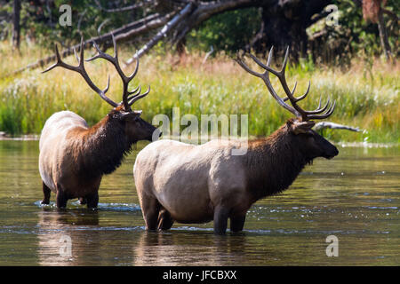 41 Bull Elk Banque D'Images