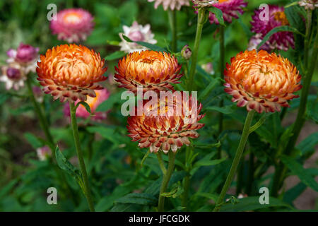 Fleur de paille ou Helichrysum dans un jardin extérieur. Fleurs de paille, nom scientifique est Helichrysum bracteatum. Banque D'Images