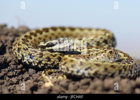 Beau mâle meadow viper au soleil sur sol ( Vipera ursinii rakosiensis ) Banque D'Images