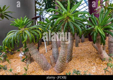 Les arbres dans les jardins de la baie à Singapour Banque D'Images