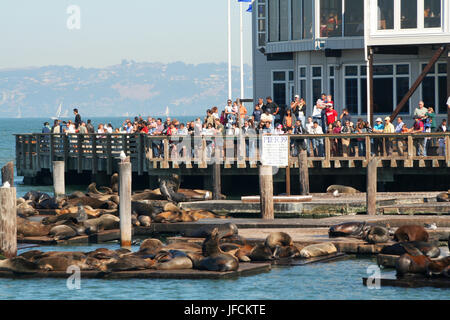 SAN FRANCISCO, CALIFORNIE - Le 23 octobre : le célèbre Pier 39 à San Francisco avec les lions de mer le 23 octobre 2006 à San Francisco, Californie. Banque D'Images