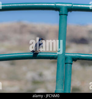 Colibri Banque D'Images